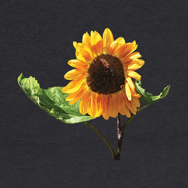 Sunflower in Sunshine by SusanSavad